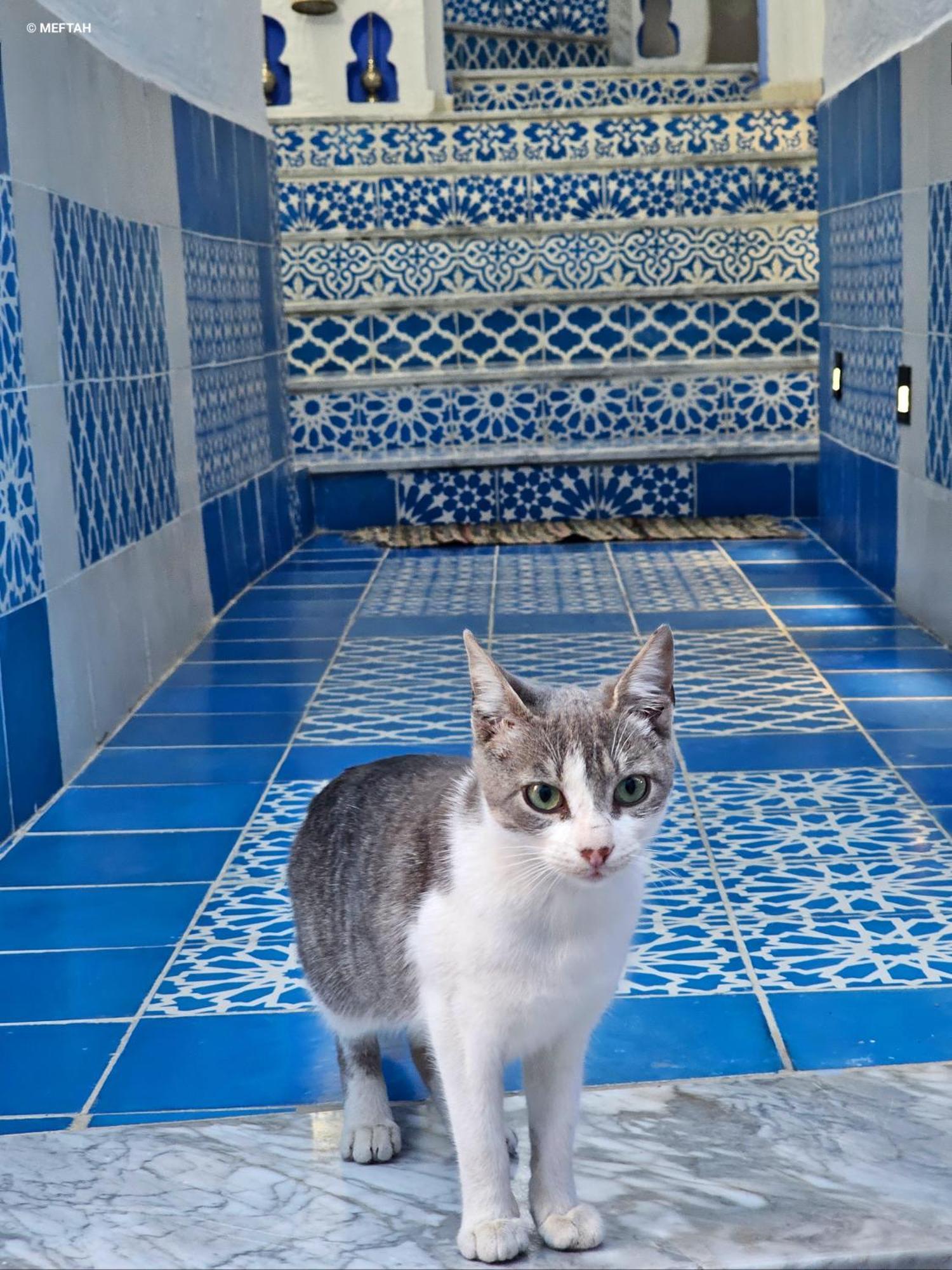 Ferienwohnung Casa Meftah Blue Chefchaouen Exterior foto